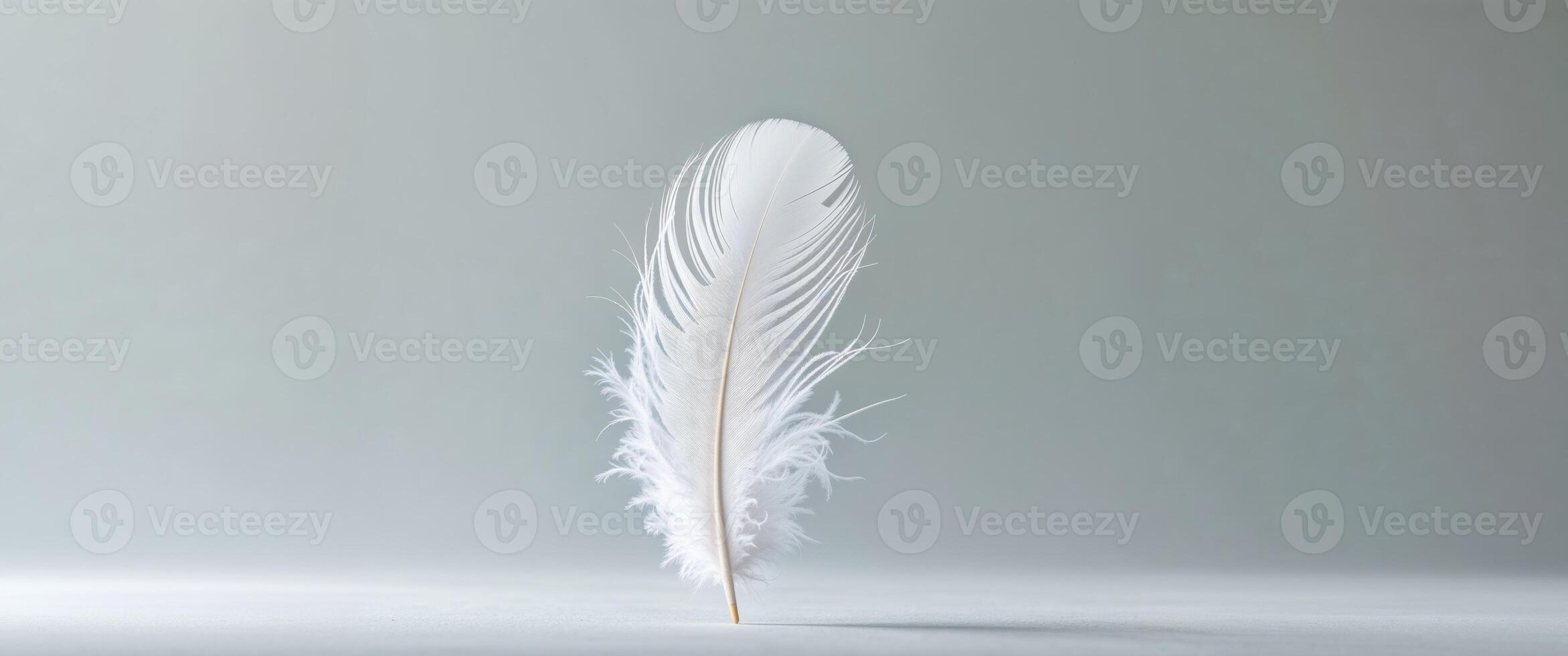 Single White Feather on a Light Gray Background. photo