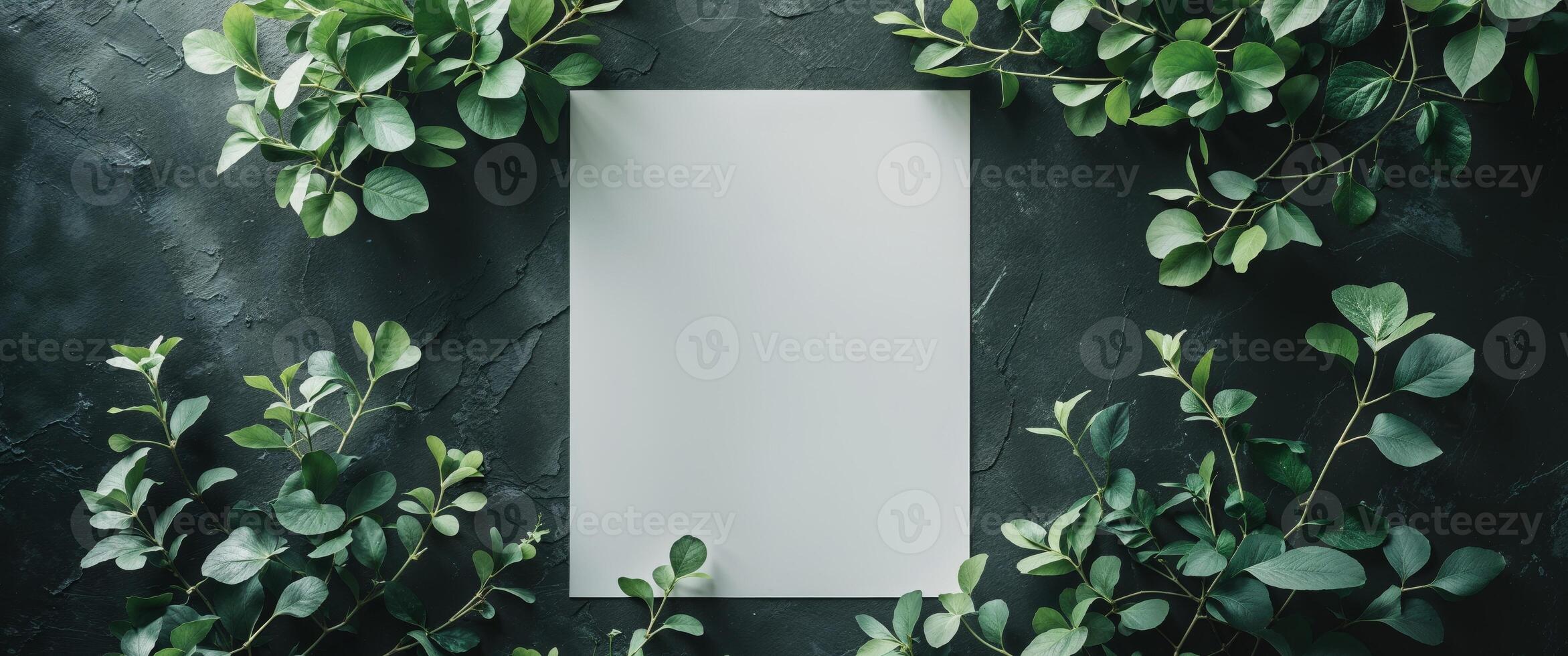 Green plants and a blank white board on a black wall photo
