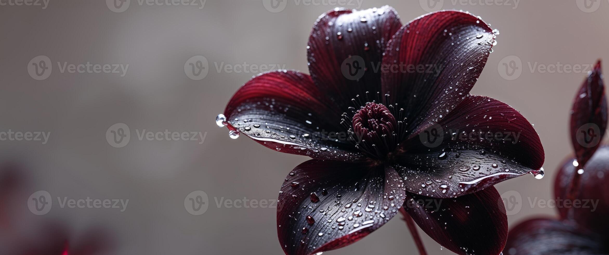 A dark flower with water droplets on it photo