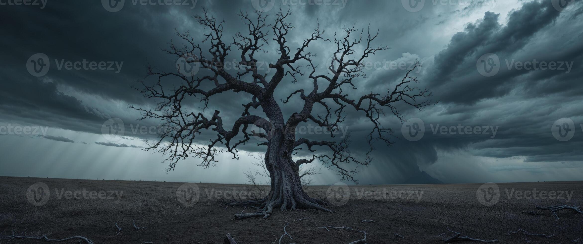 a dead tree in a field with a stormy sky in the background photo