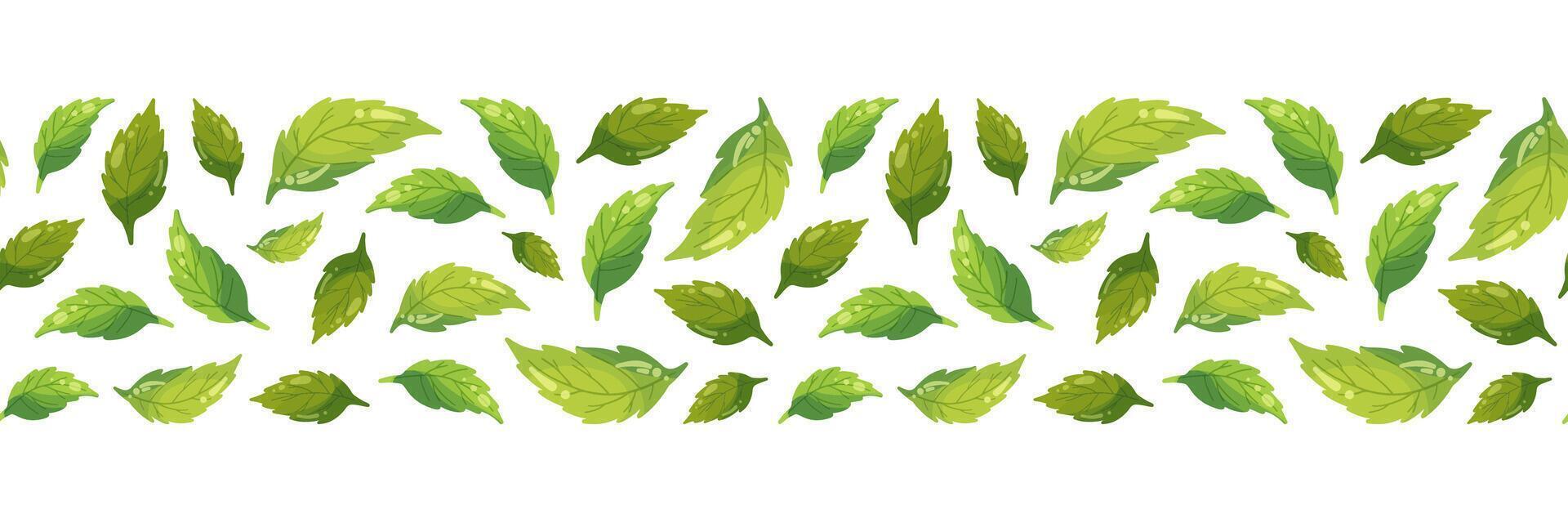 Mint leaves horizontal seamless pattern isolated on white background, tea leaf for long banner, eco package, spring summer fabric fresh print, balm health pharmacy, botanical design, ecology wrapping vector