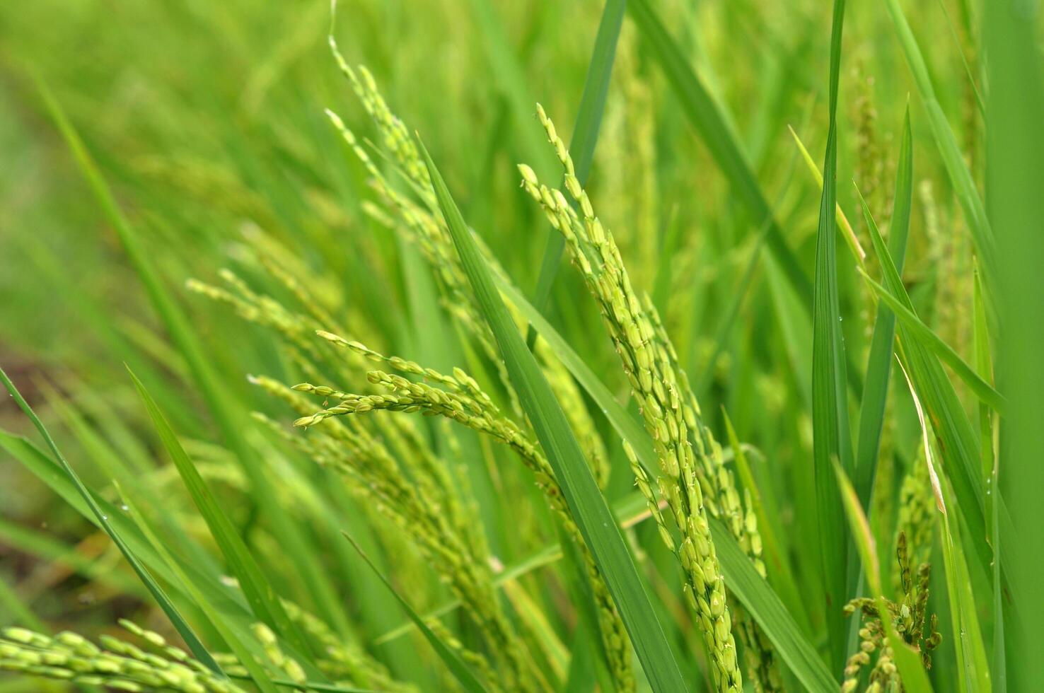 Close-up of green paddy rice photo