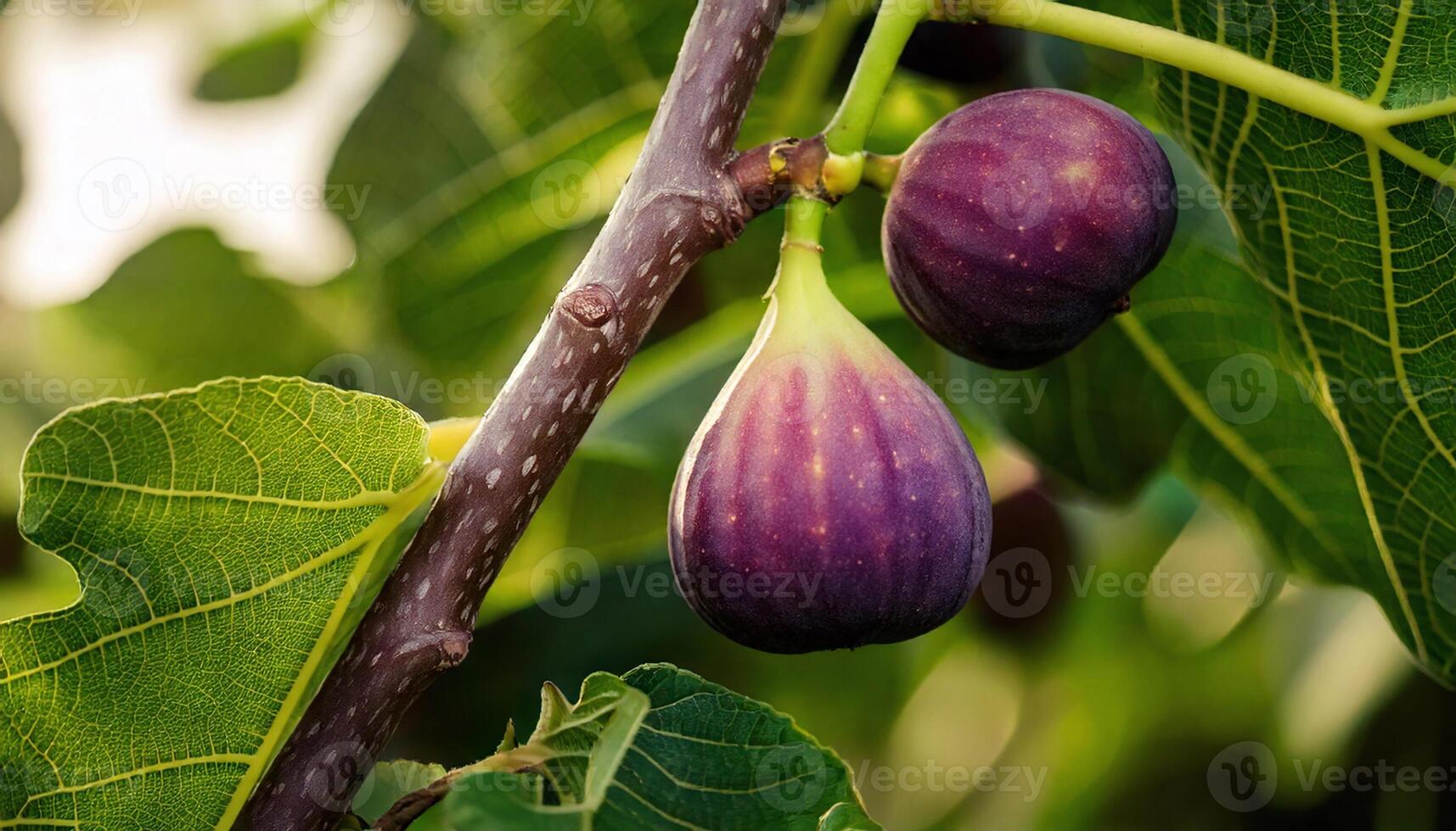 Ripe Figs Hanging on a Tree Branches photo