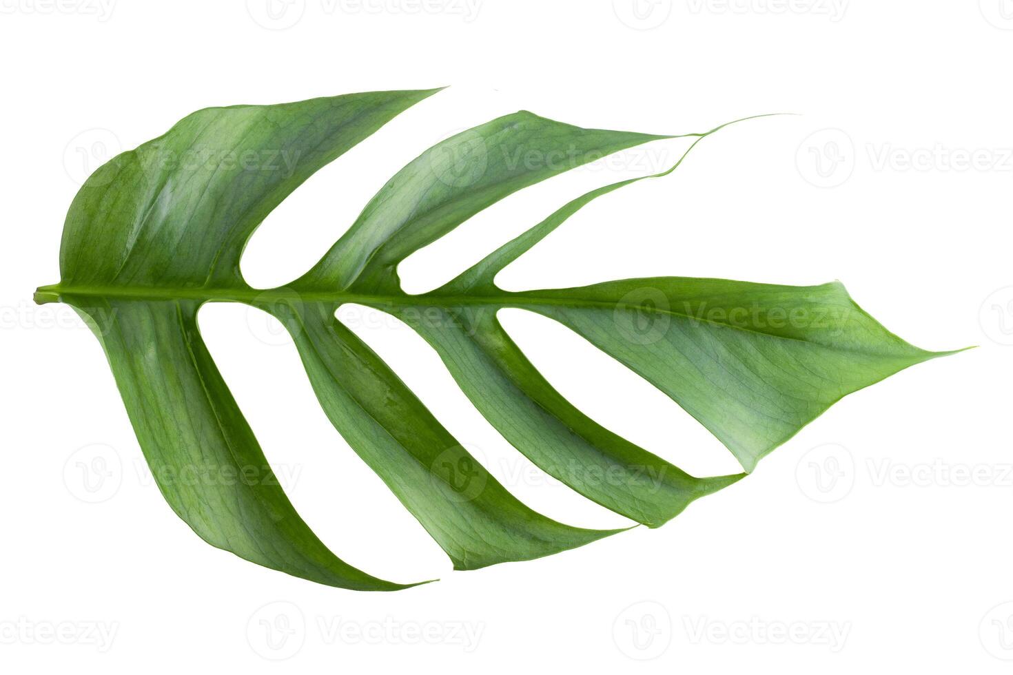 Closeup focus to Fresh leaf of Epipremnum Pinnatum Cebu Blue isolated on white background photo