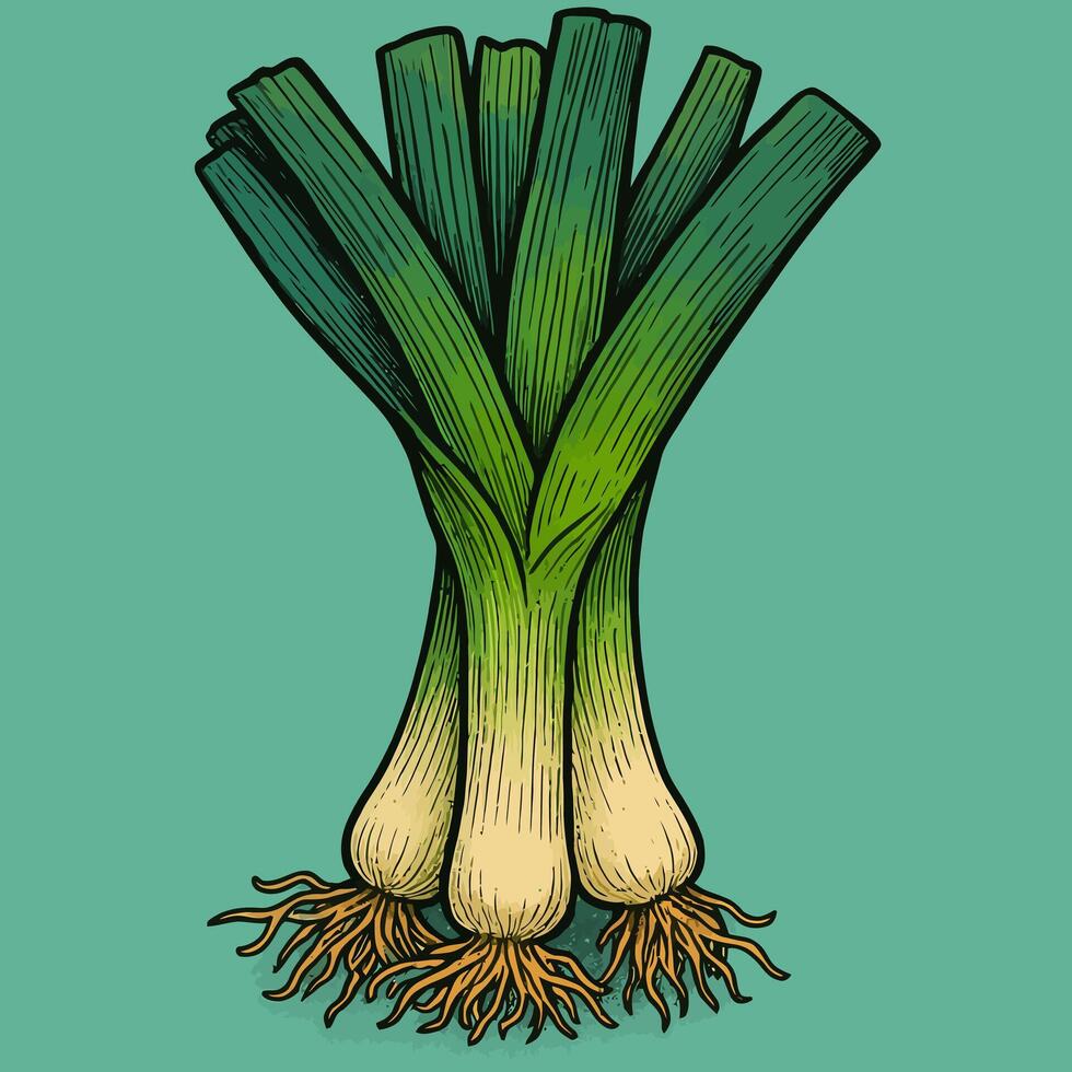Illustration of Leeks Freshly Harvested with Roots on a Teal Background vector