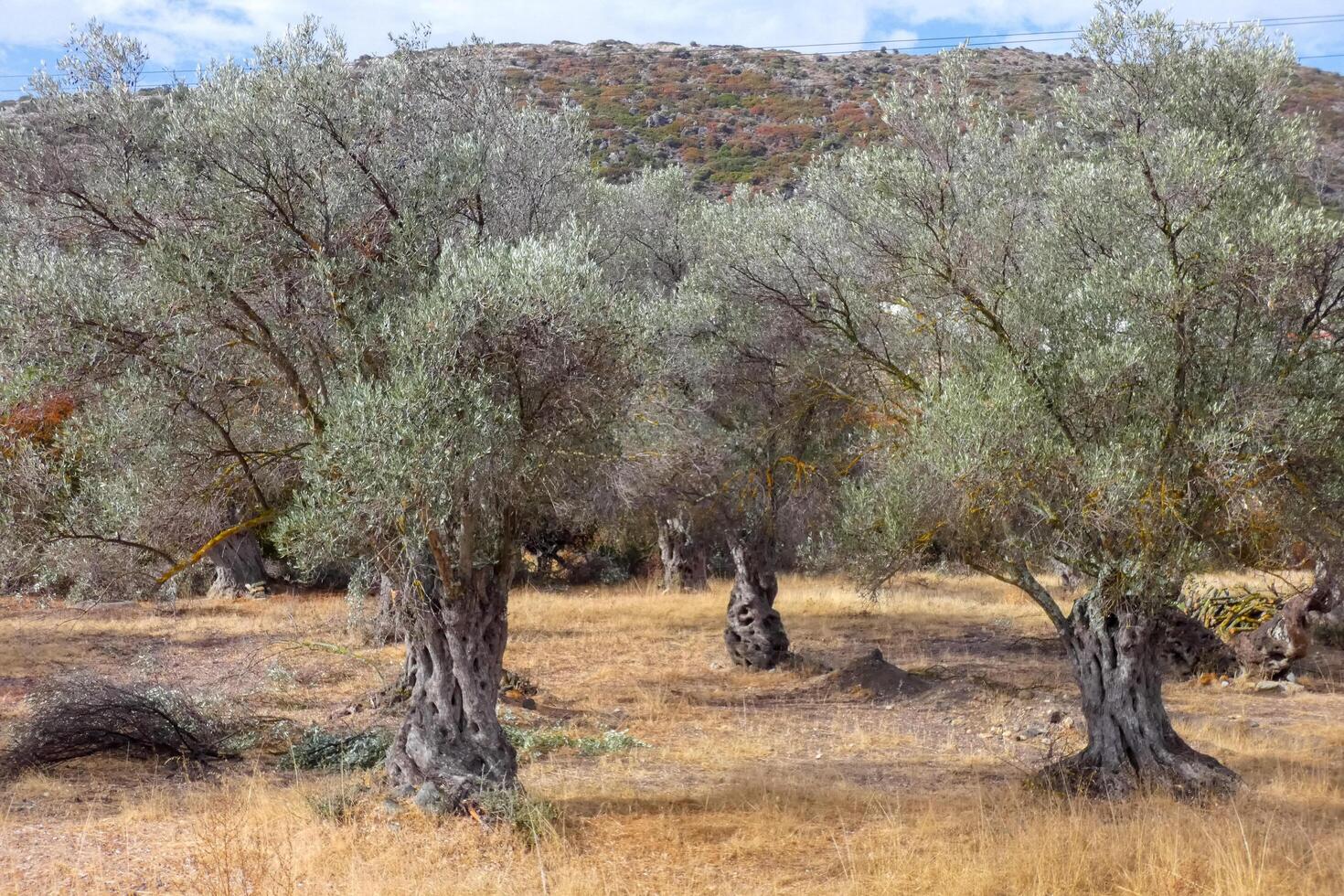 Olive trees in the field photo