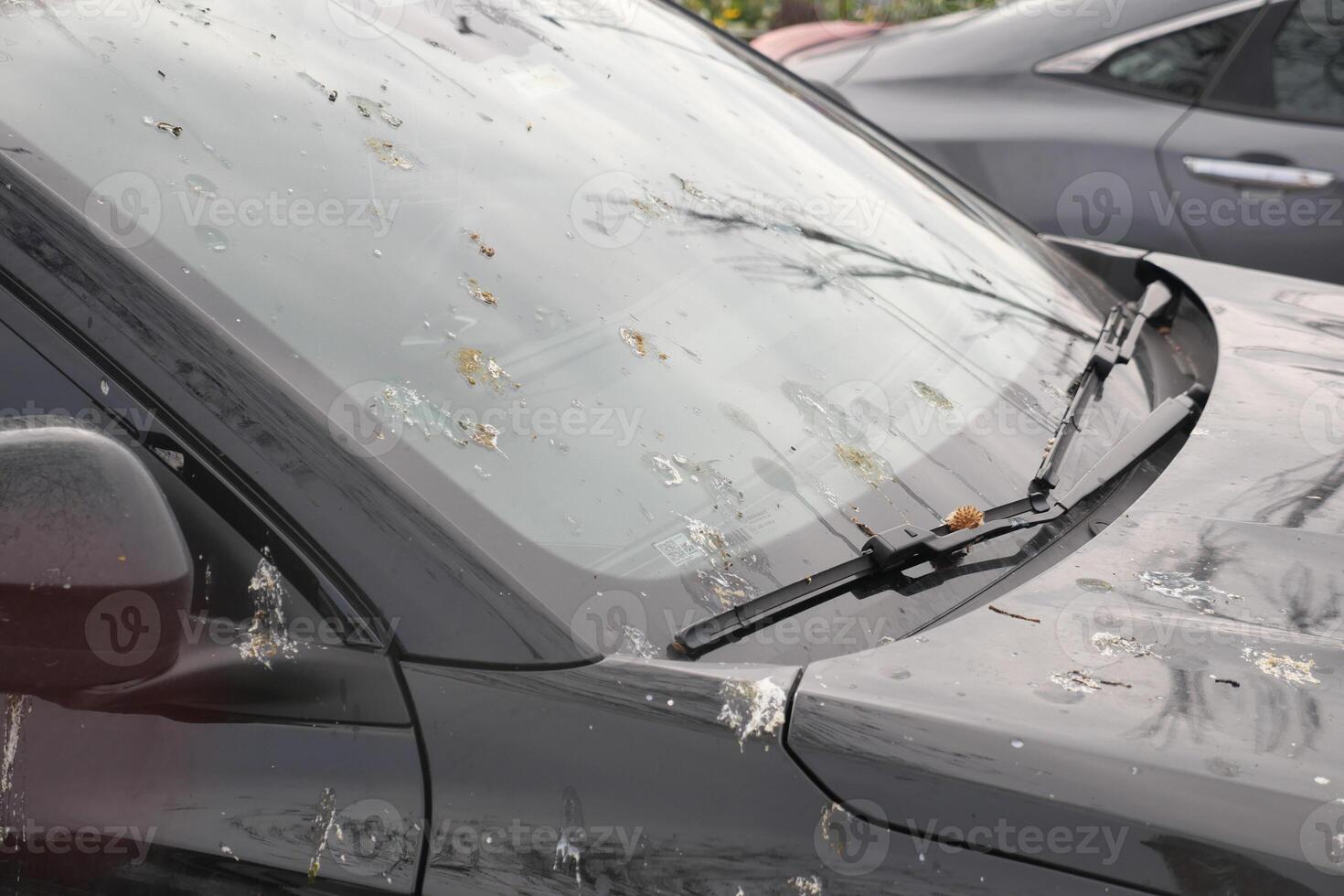 Birds leave mess on parked car in city parking lot during day photo
