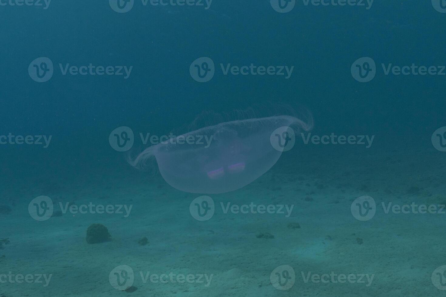 a jellyfish floating in the ocean near some rocks photo