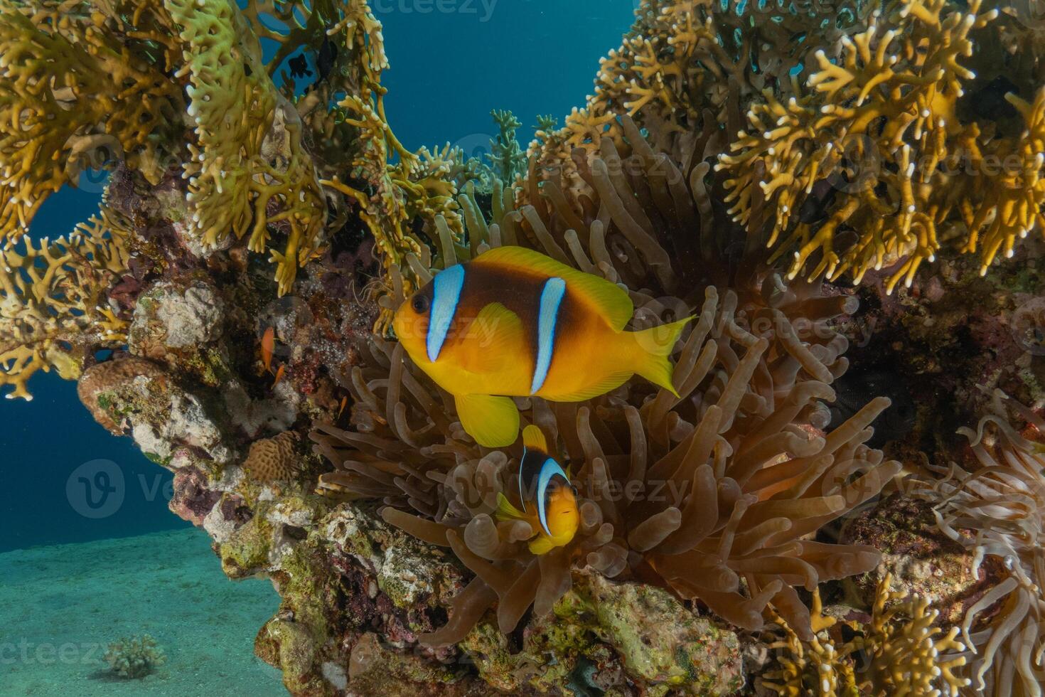 anemon fish and clown fish in the ocean photo