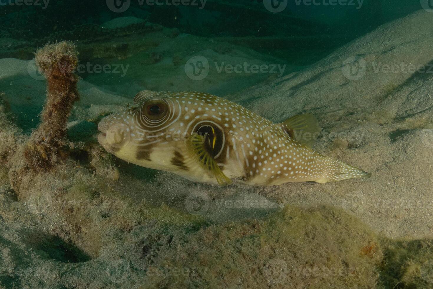 a puffer fish on the bottom of the ocean photo