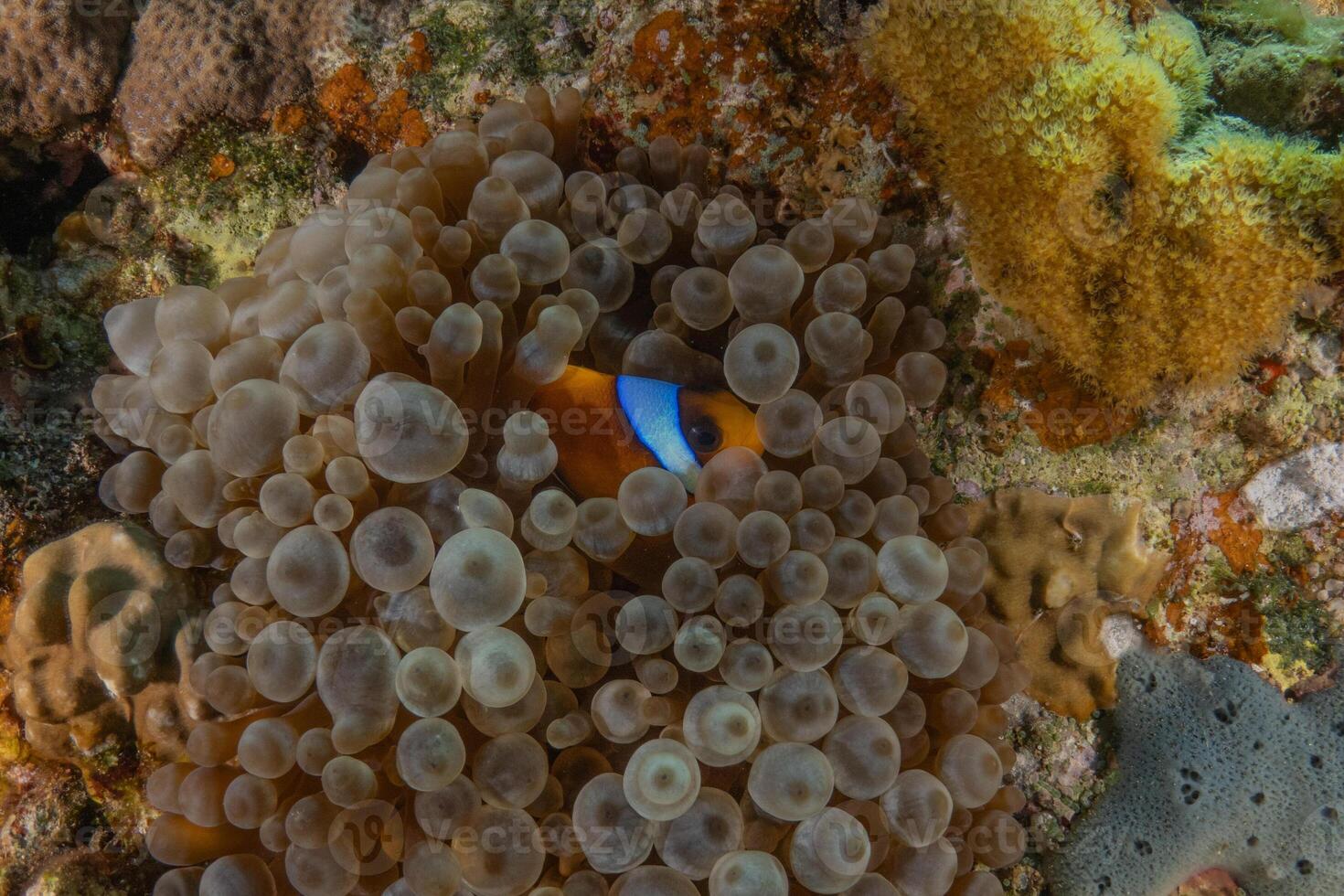 anemone fish in anemone coral photo