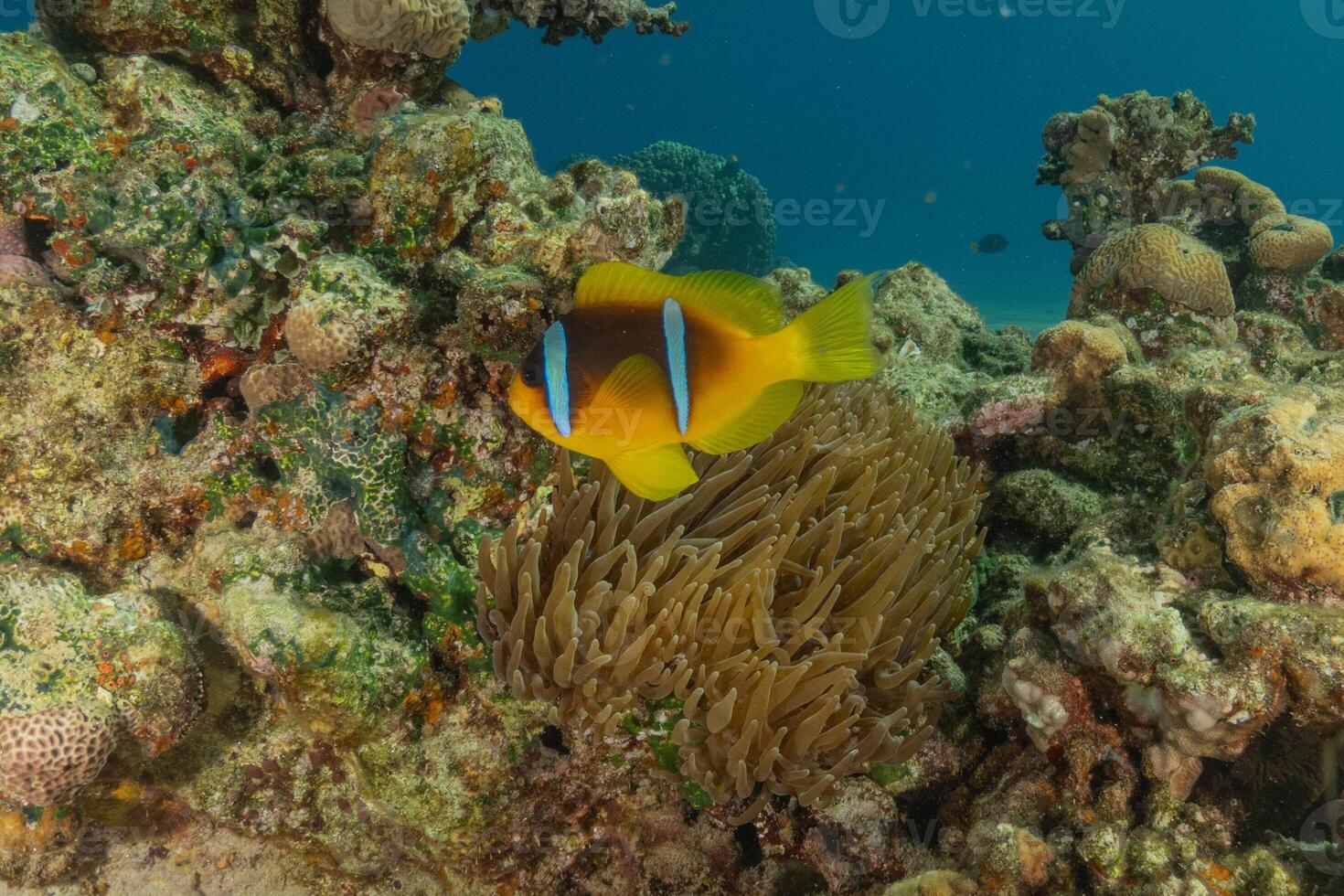 anemon fish on the reef in the red sea photo