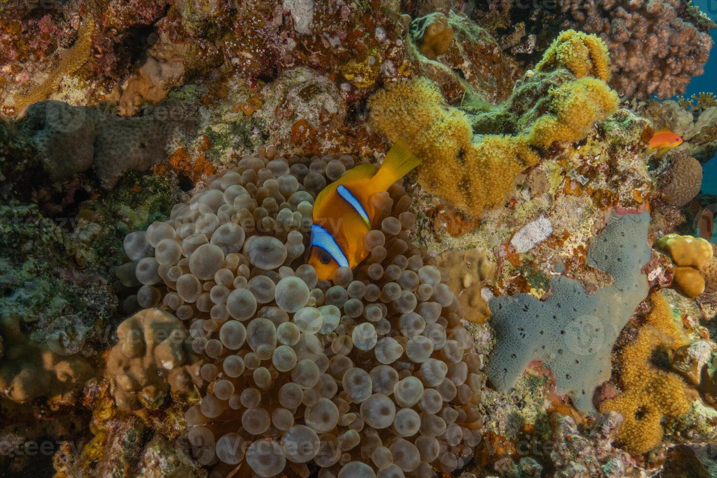 anemone fish on the reef in the indonesian island of maldives photo