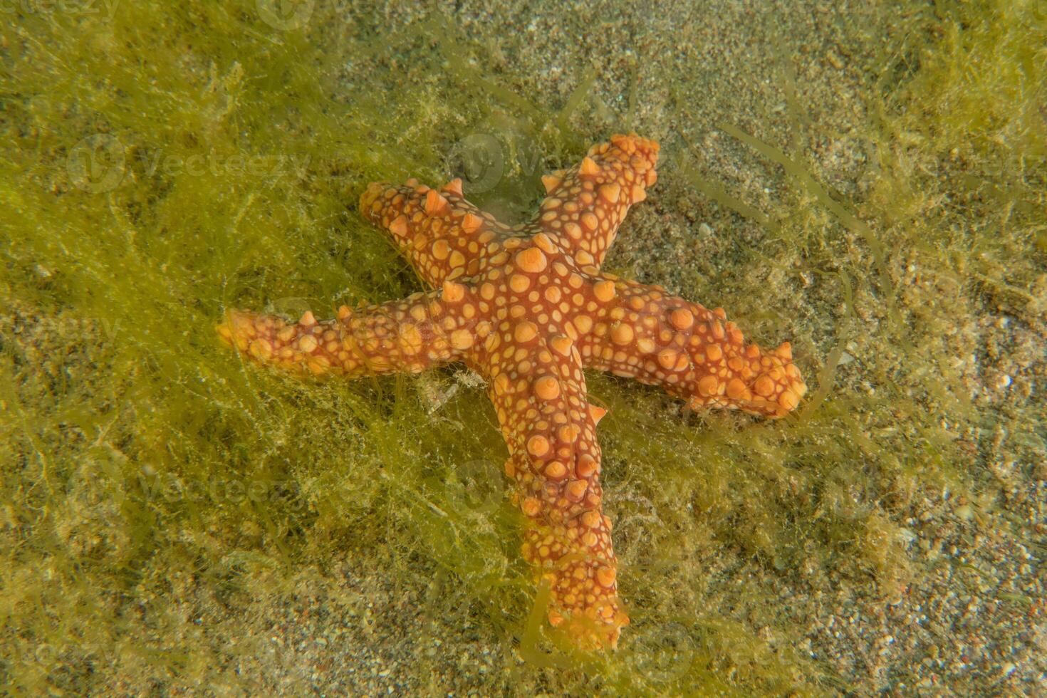 a starfish is lying on the ground in the water photo