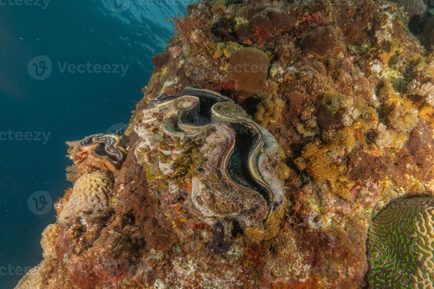 a large clam on a coral reef photo