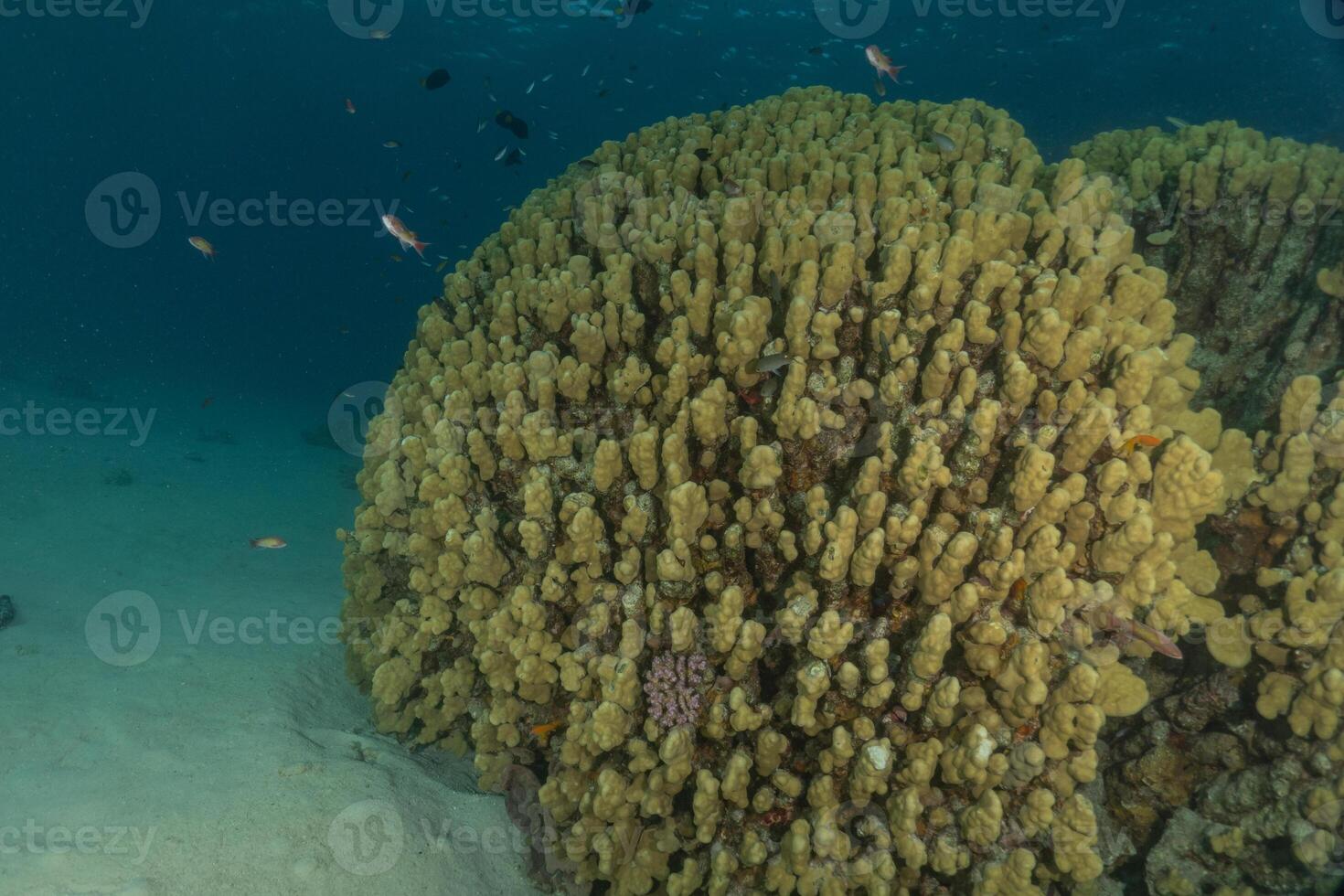 a large coral reef with many different types of fish photo