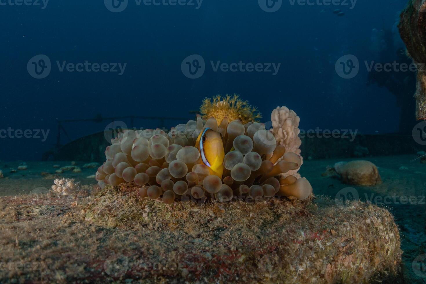 A anemone and clown fish on the reef photo