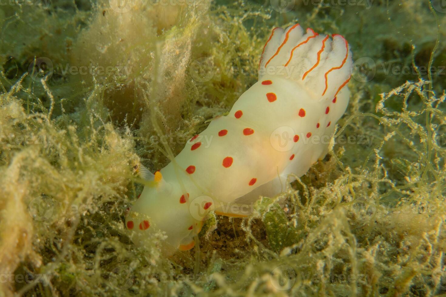 A Nudibranch Sea Slug in the Red Sea Colorful and beautiful, Eilat Israel photo