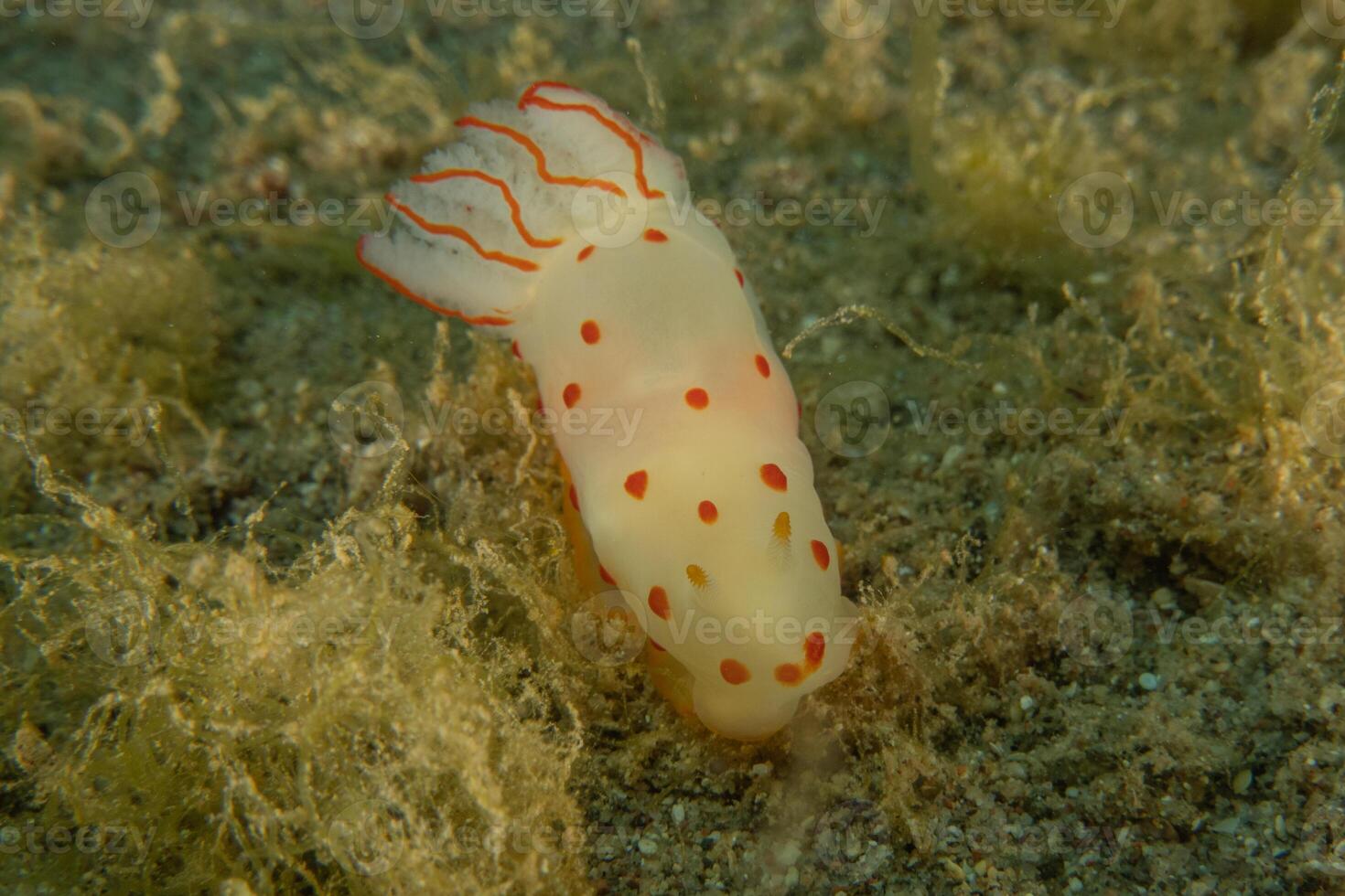 a white and red slug with red spots on it photo