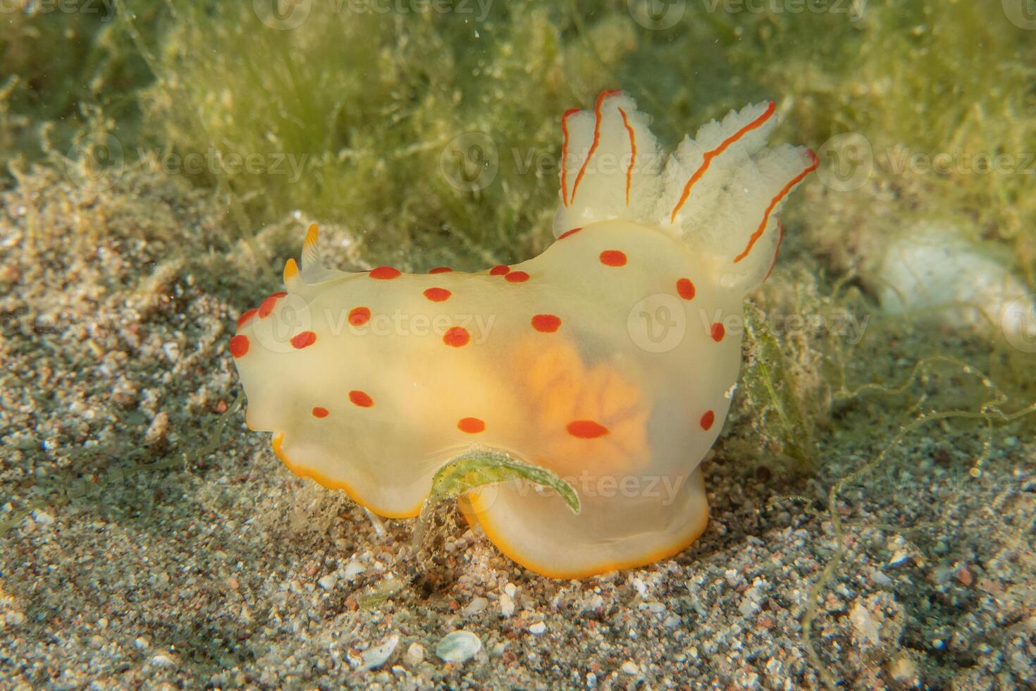 a sea slug with orange spots on its back photo