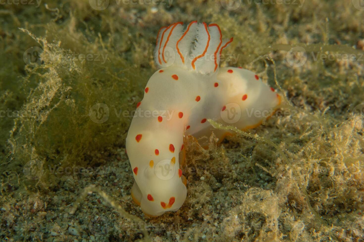 Nudibranch Sea Slug in the Red Sea Colorful and beautiful and nice, Eilat Israel photo