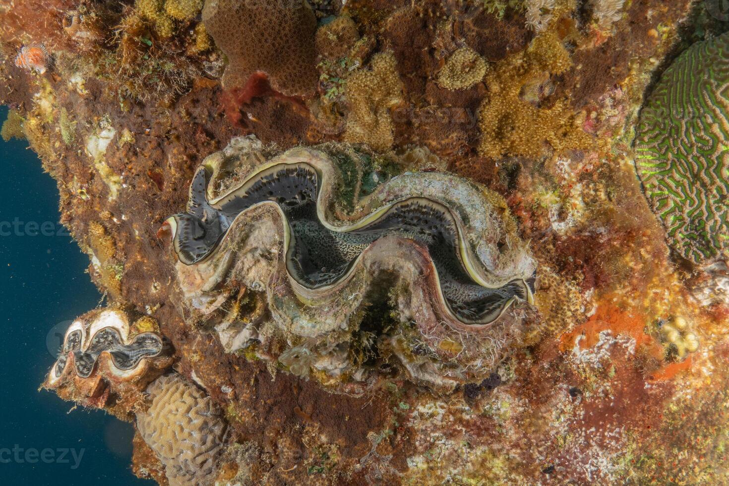 a large clam on a rock with other colorful coral photo
