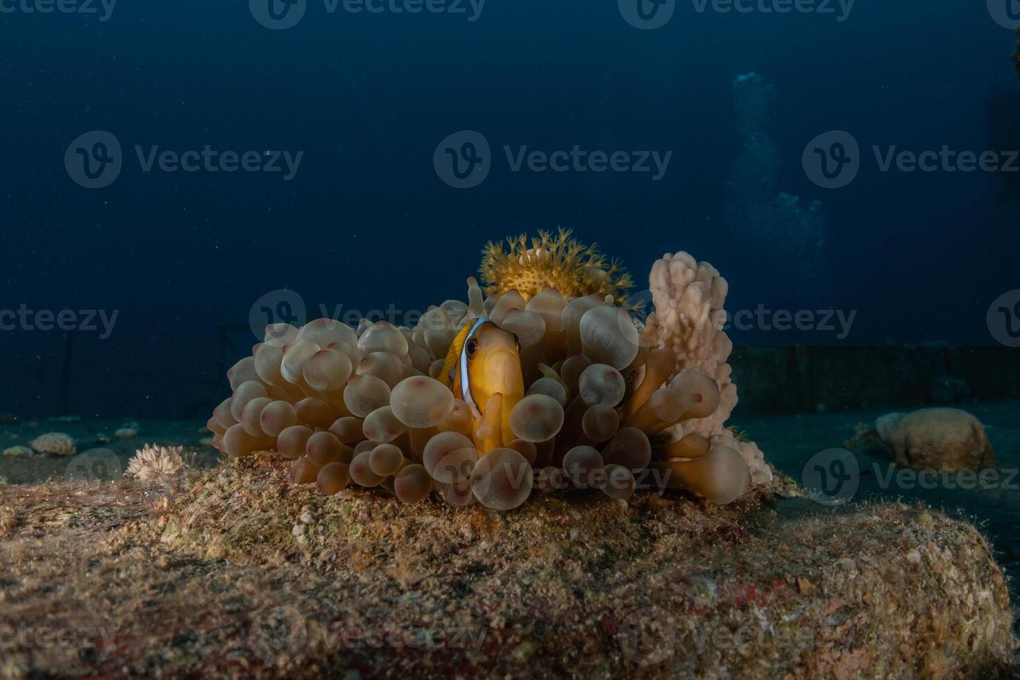 A anemone fish on the reef photo