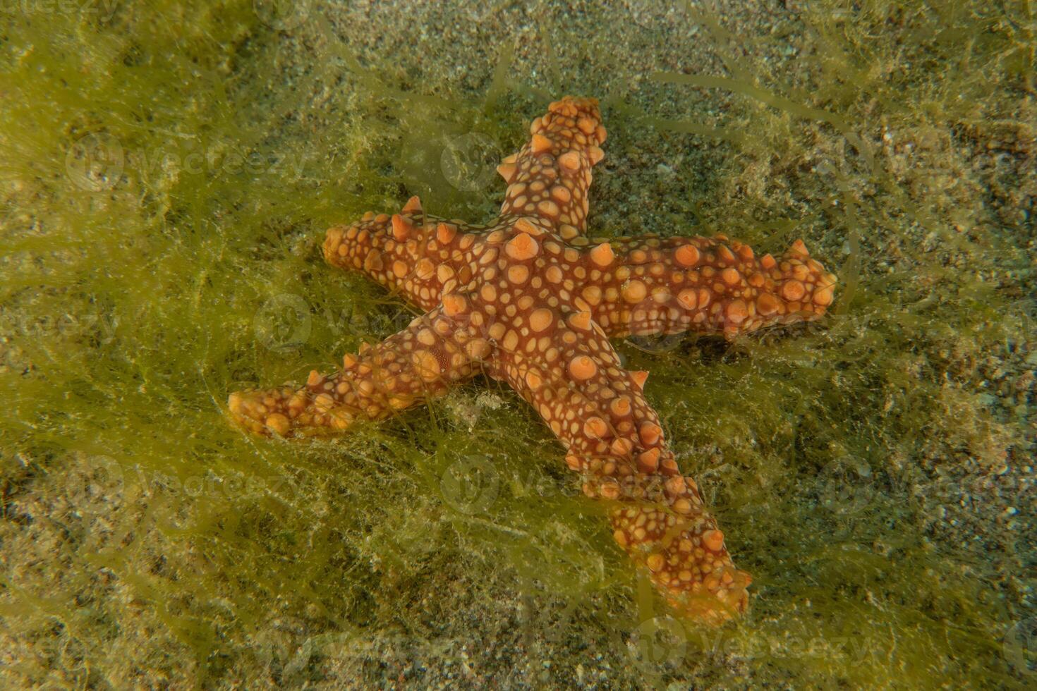 a starfish is laying on the ground in the sea photo