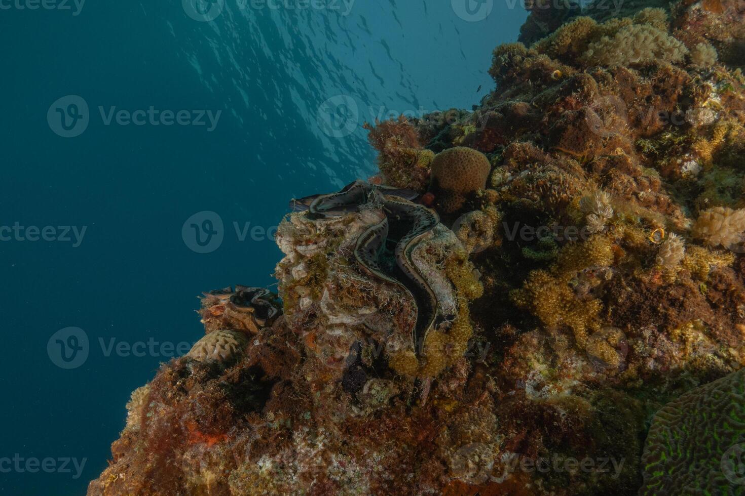 A Giant Clam in the Red Sea Colorful and beautiful, Eilat Israel photo