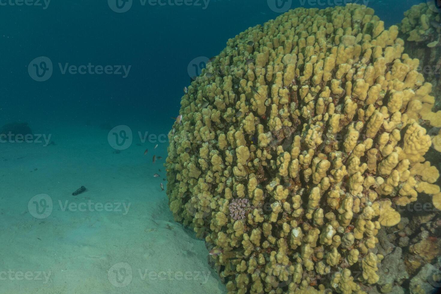 a large coral reef with many different types of coral photo