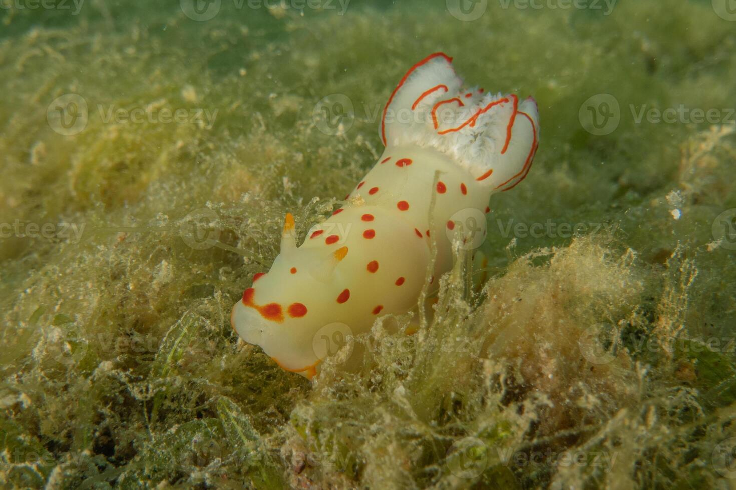 A Sea Slug in the Red nice Sea Colorful and beautiful, Eilat Israel photo