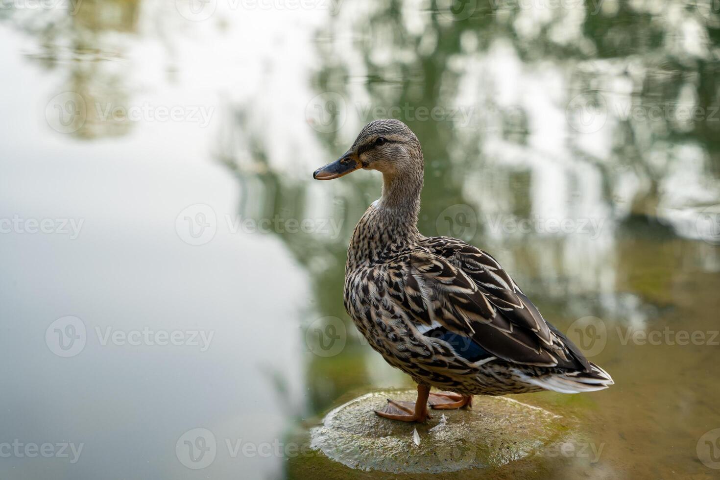 Mallard or wild duck Anas platyrhynchos female stands on a stone in a local lake. photo