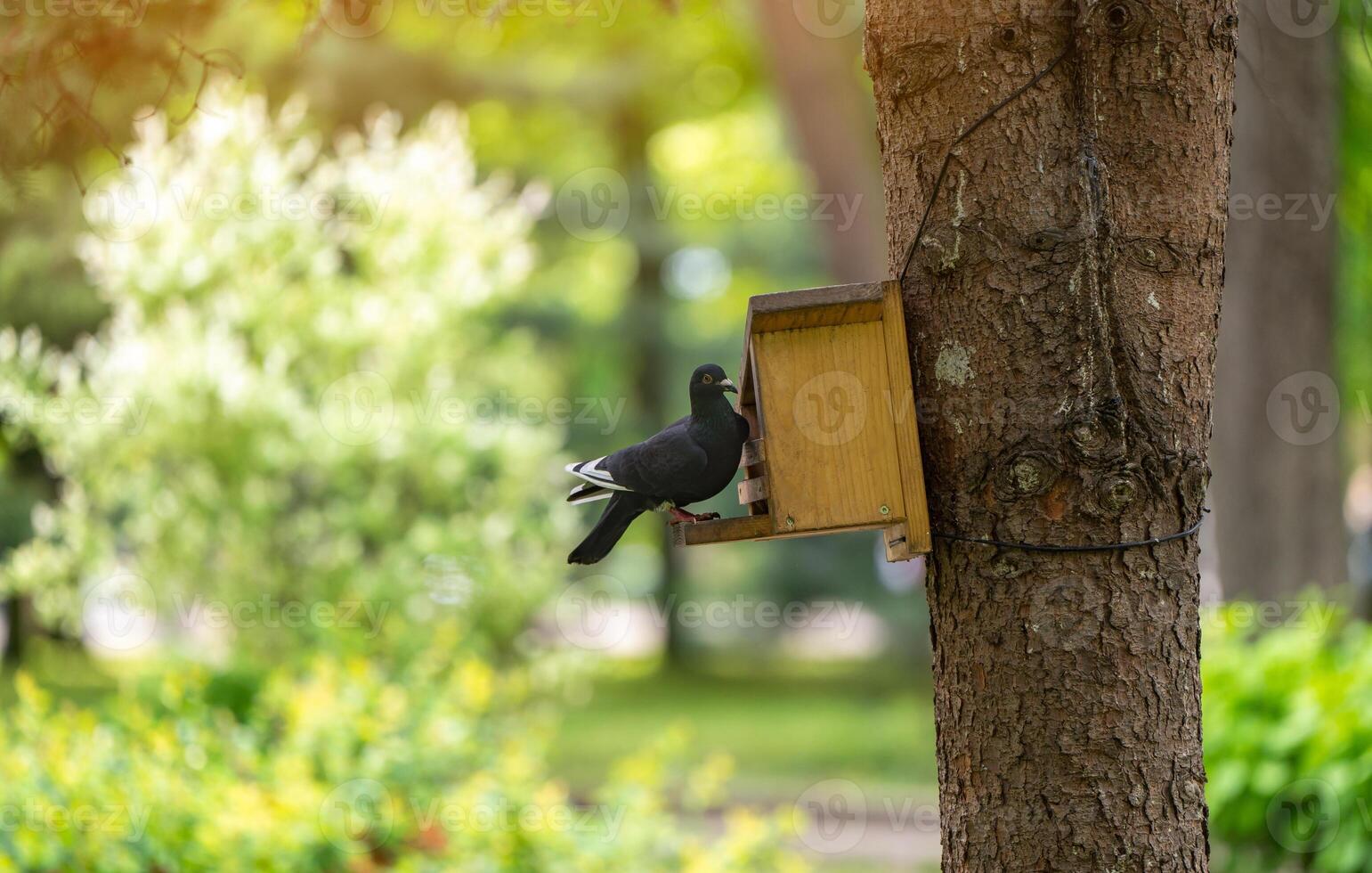 A pigeon sits in a bird feeder on a tree in a park on a spring day. Wildlife and birds concept. photo