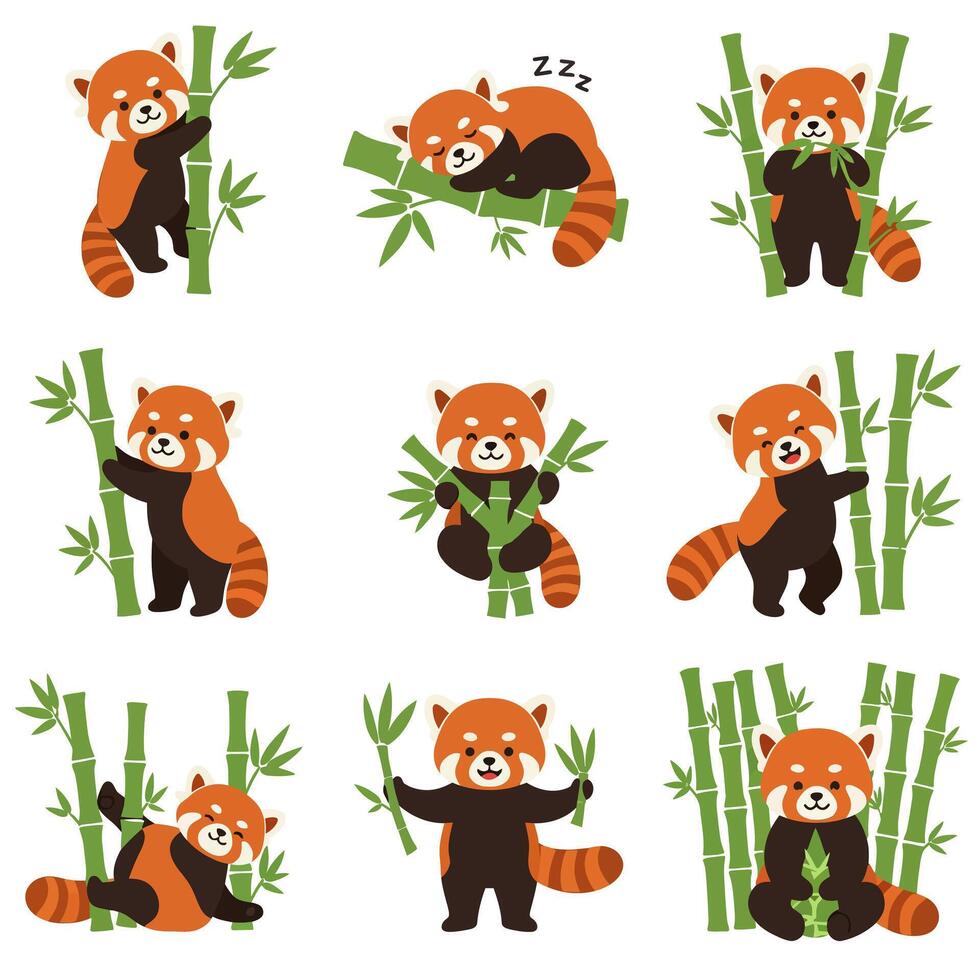Red panda set with bamboo Cute animal . vector
