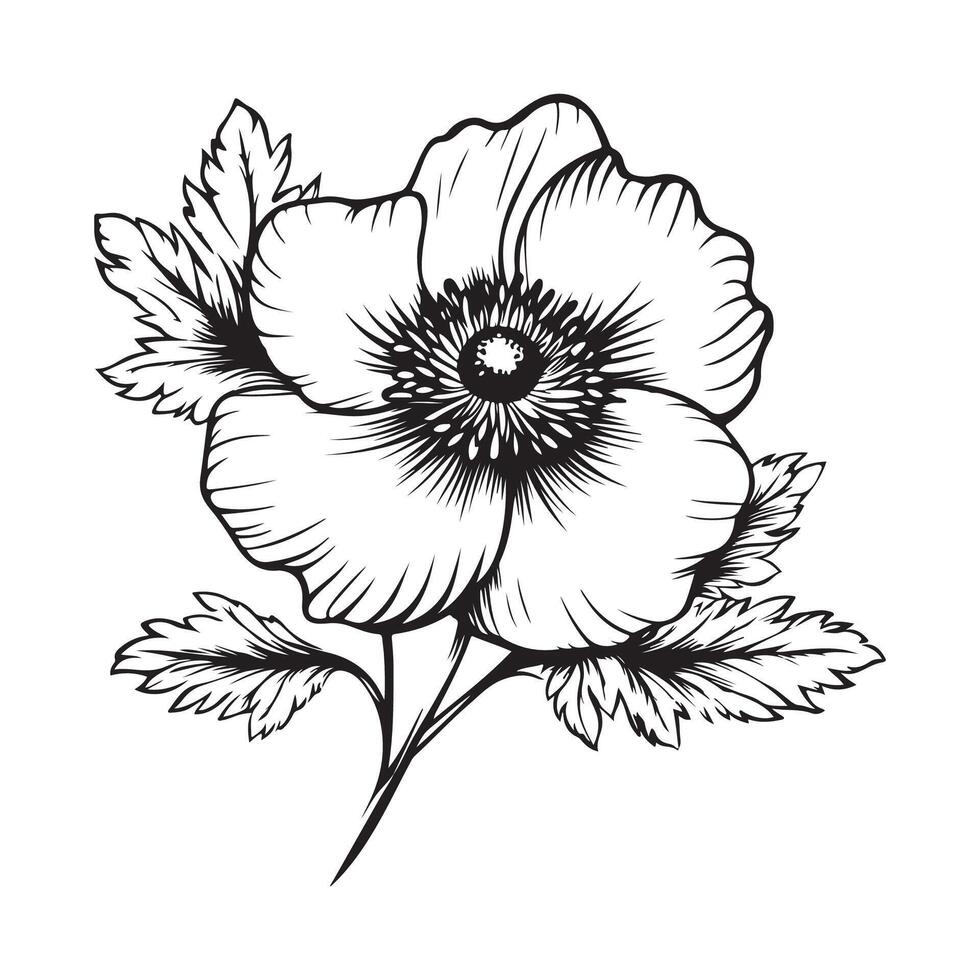 Anemone flower image. Black and white Anemone Japanese illustration Images isolated on white background. vector