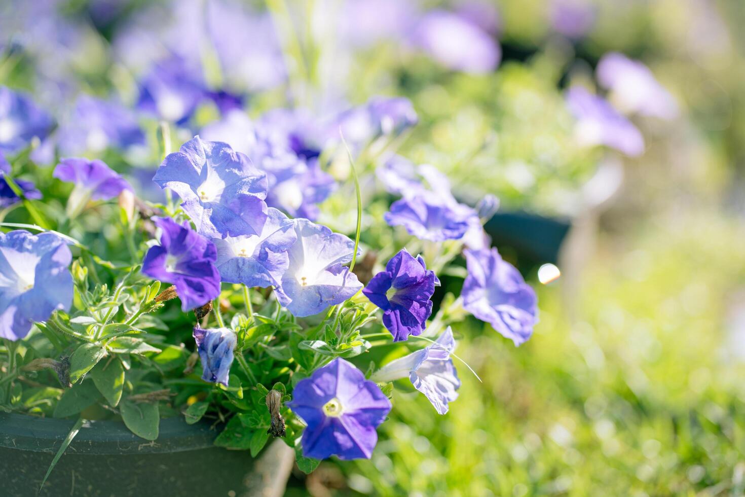 Detail of blossoming blue petunia, surfinia flowers in a rich green foliage. Large healthy flowers in full bloom. photo