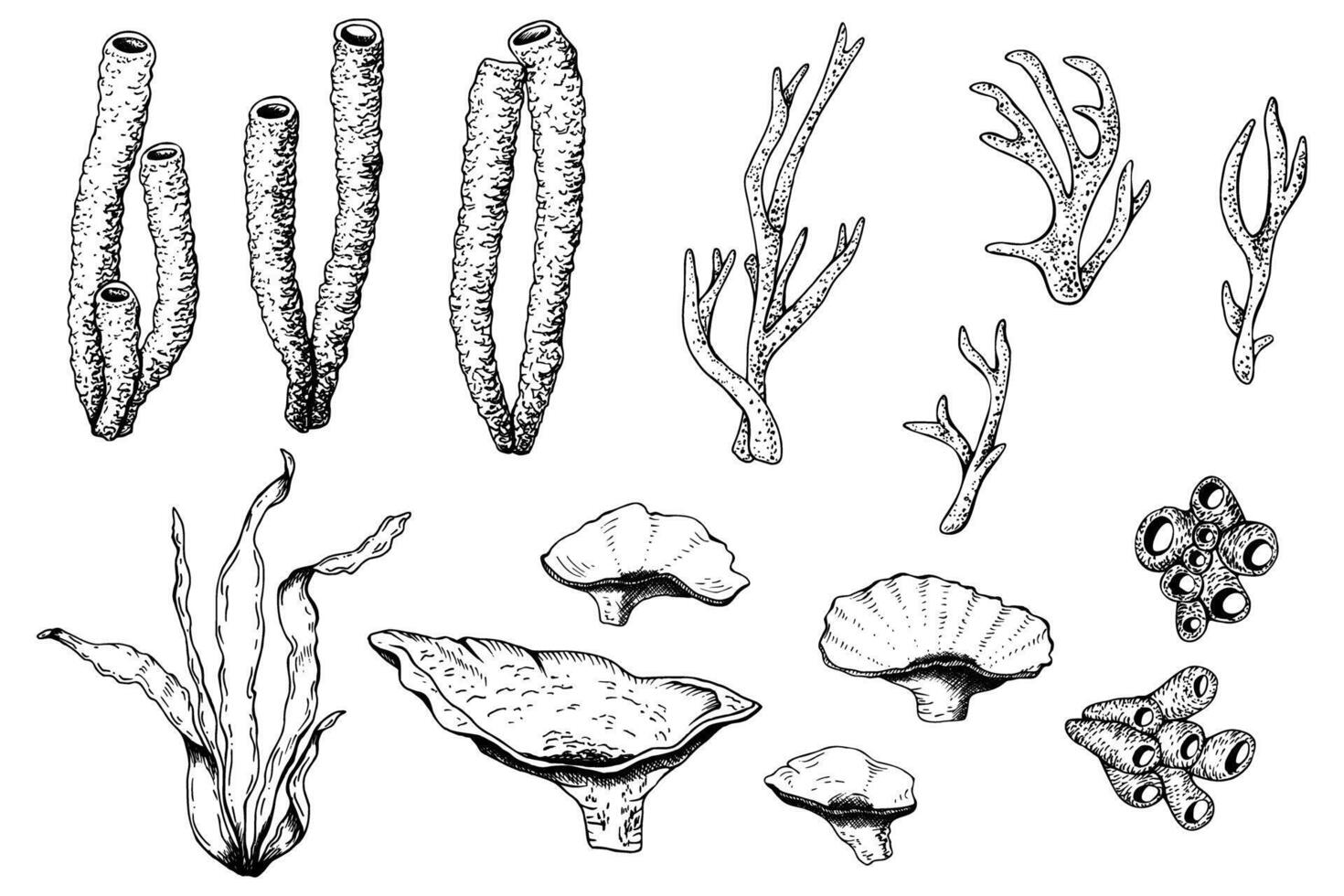 A set of underwater seaweeds and corals. Hand drawn graphic black and white illustration isolated on white background. For clip art cards package vector