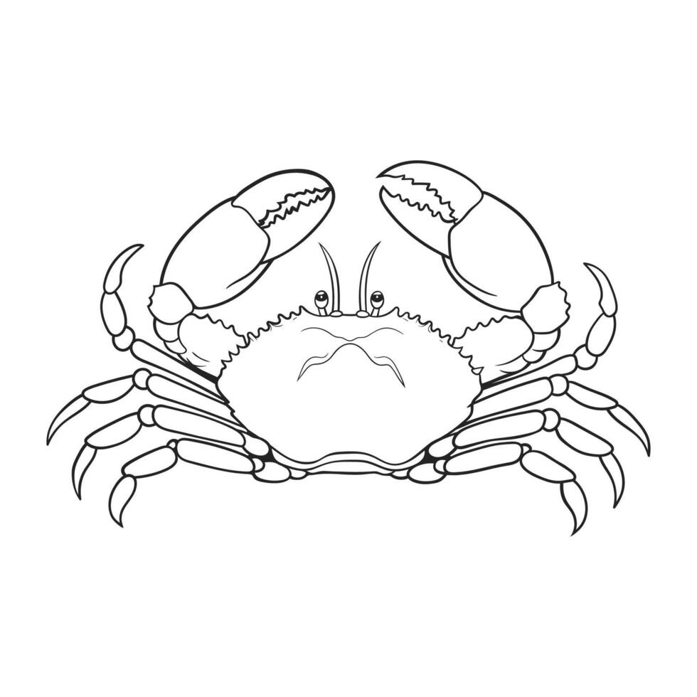Line drawing of a crab, emphasizing its anatomy and sharp pincers vector