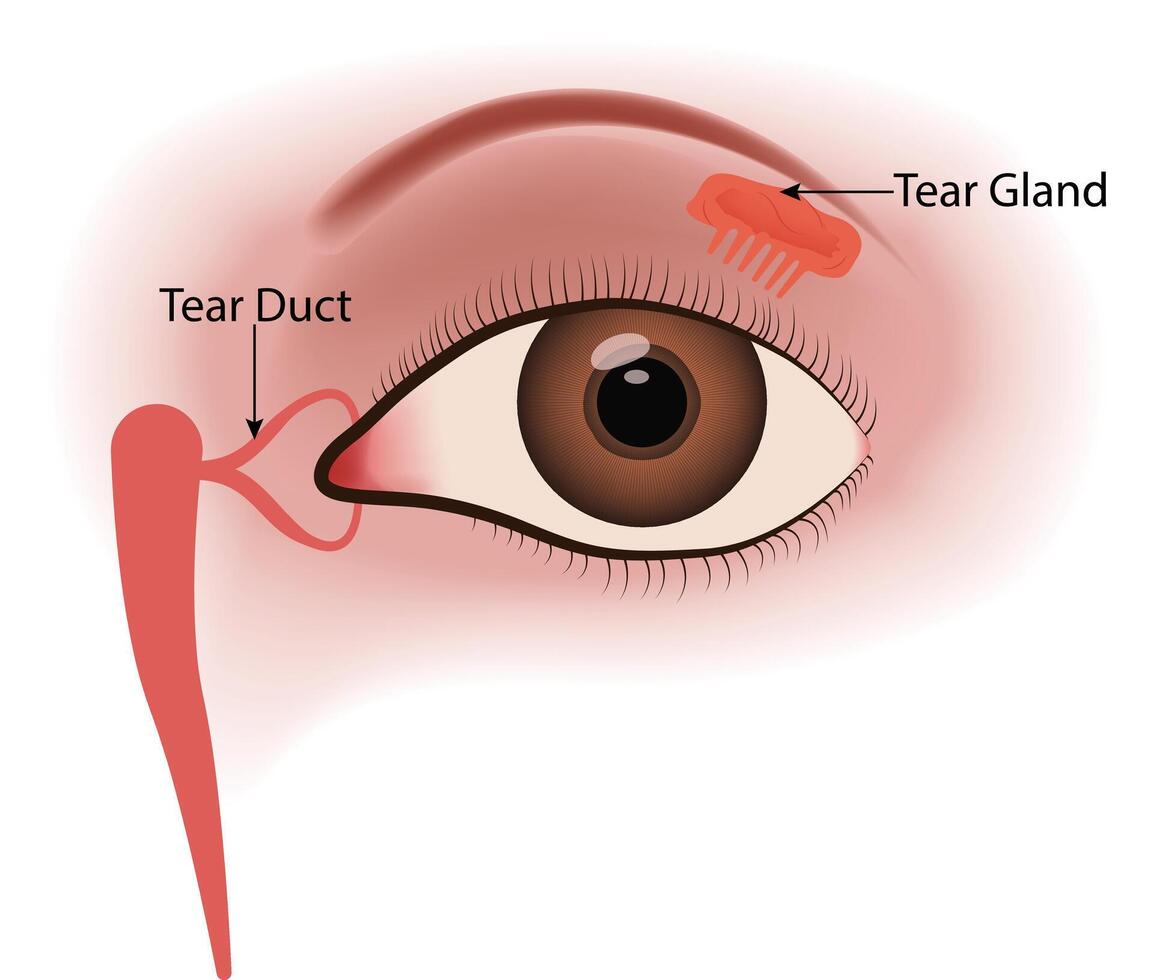 Anatomy of the eye showing tear duct and tear gland Illustration vector