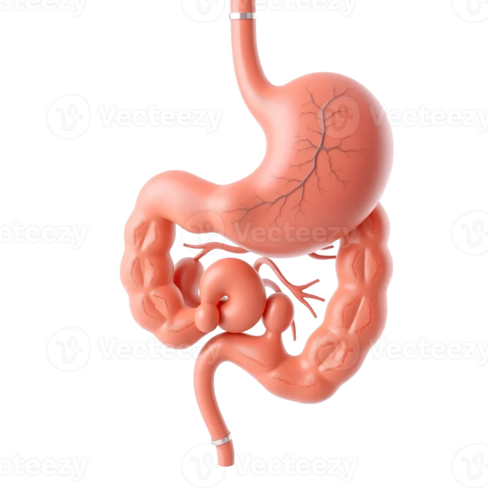 Human Digestive System Stomach, Small Intestine, and Duodenum 3D Render png