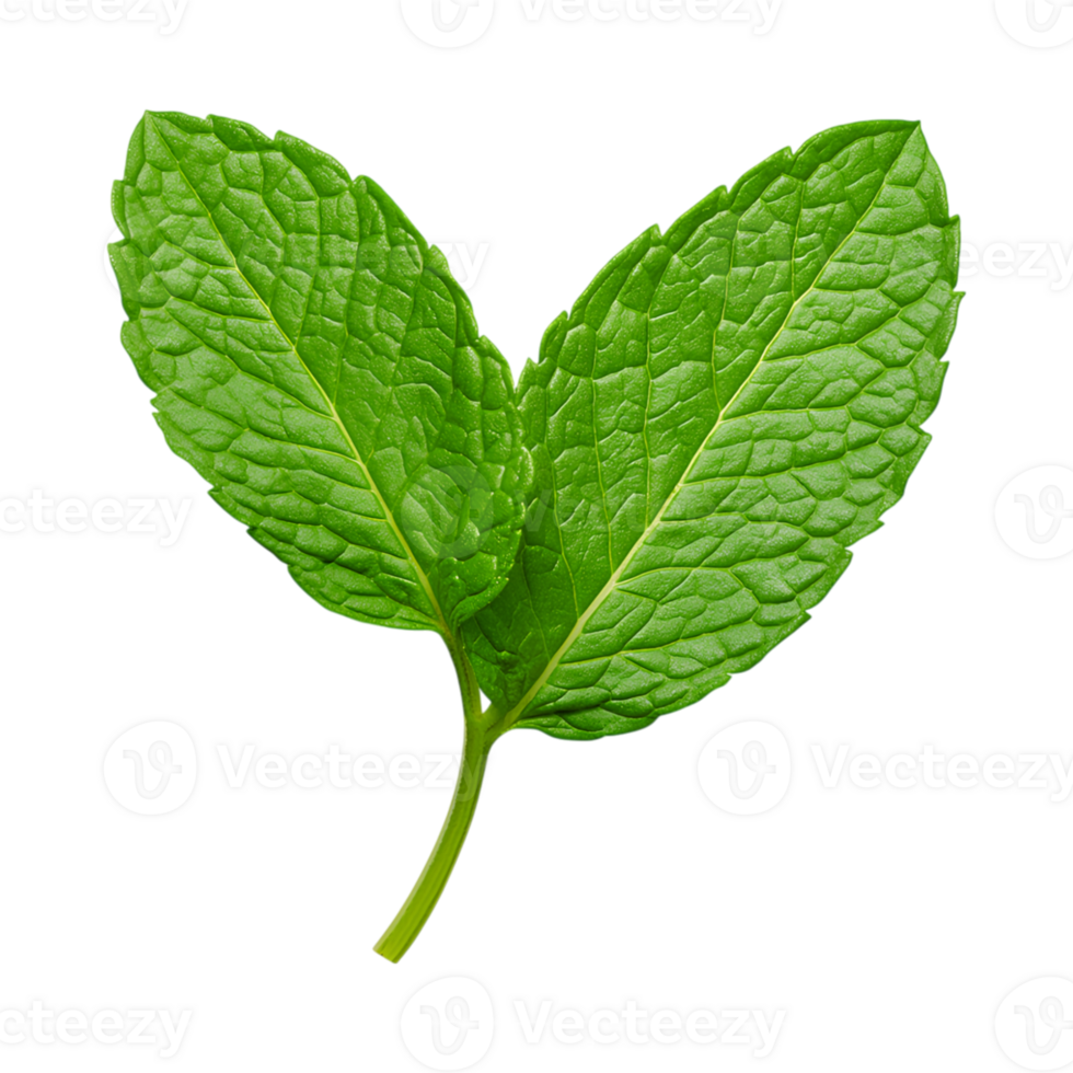 Fresh mint leaves are vibrant and aromatic, perfect for culinary use png