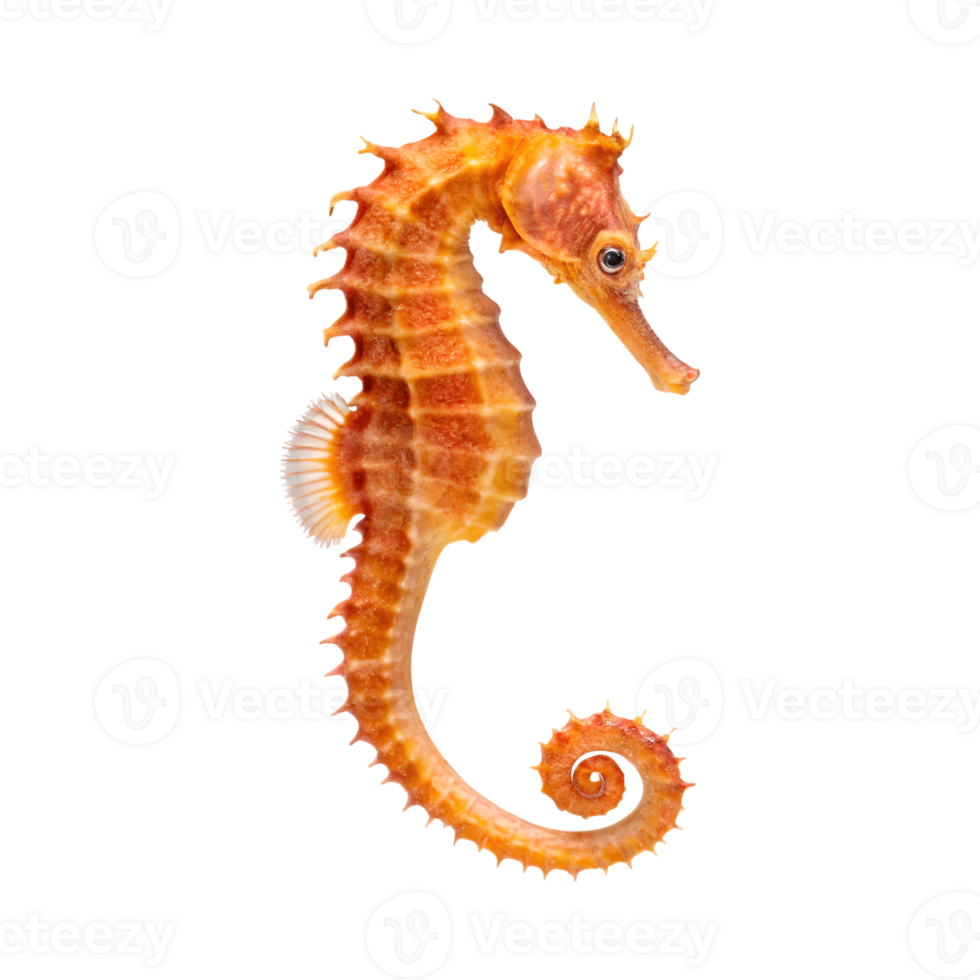 vibrant seahorse gracefully swims against transparency background, showcasing its unique png