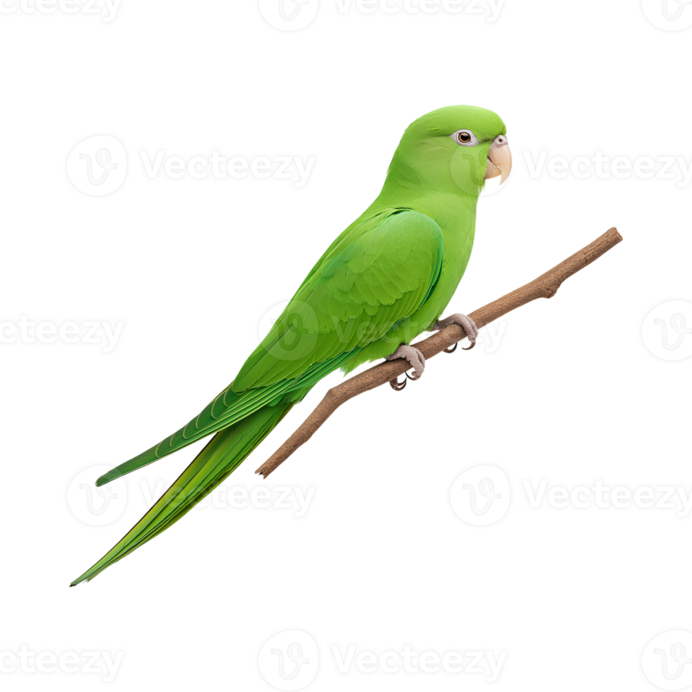 vibrant green parakeet perched on branch, showcasing its colorful feathers and lively demeanor png
