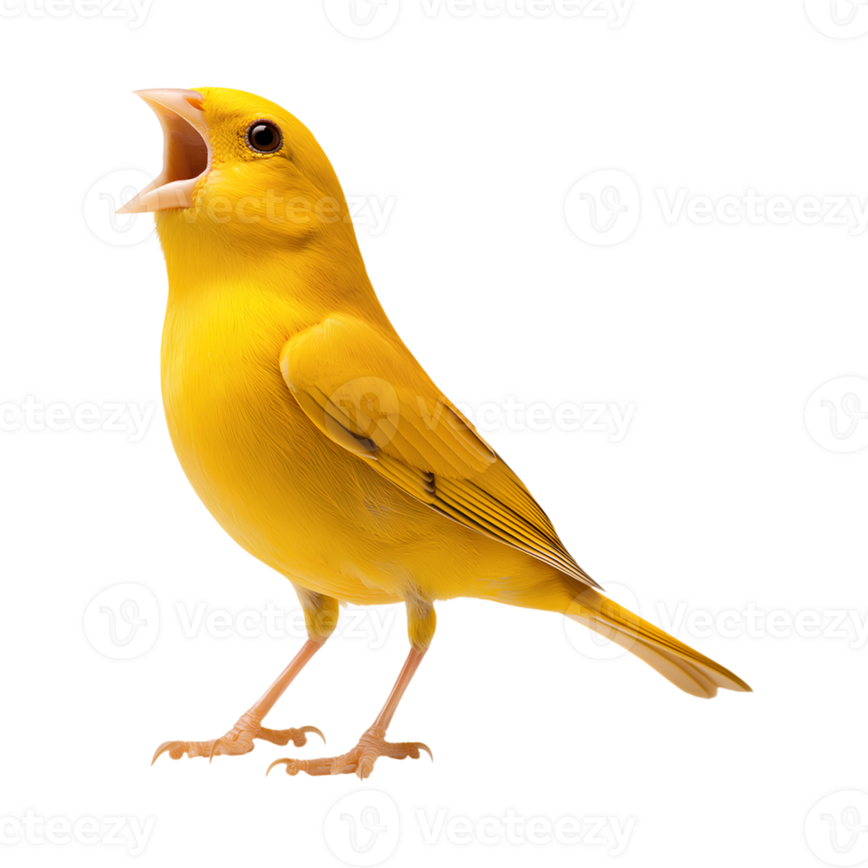 vibrant yellow canary singing joyfully, showcasing its beautiful feathers and lively expression png