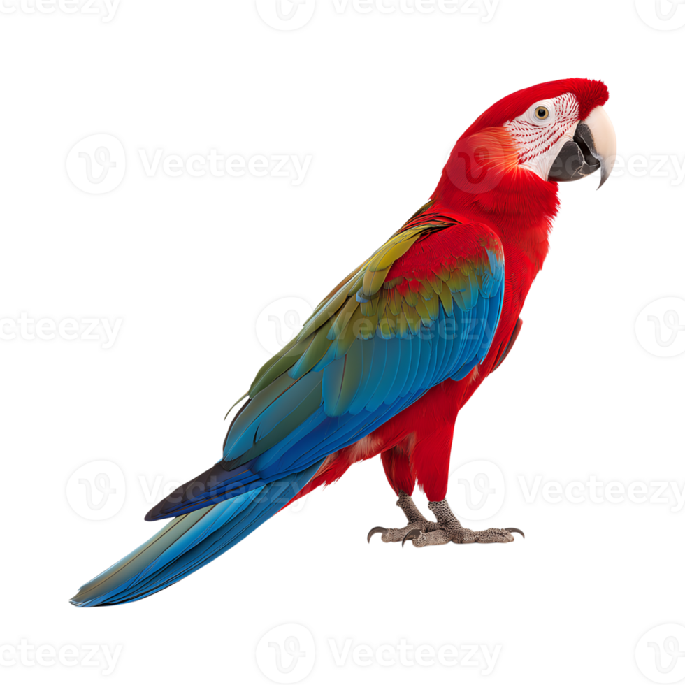 vibrant parrot with striking red, blue, and green feathers, showcasing its beauty and elegance png