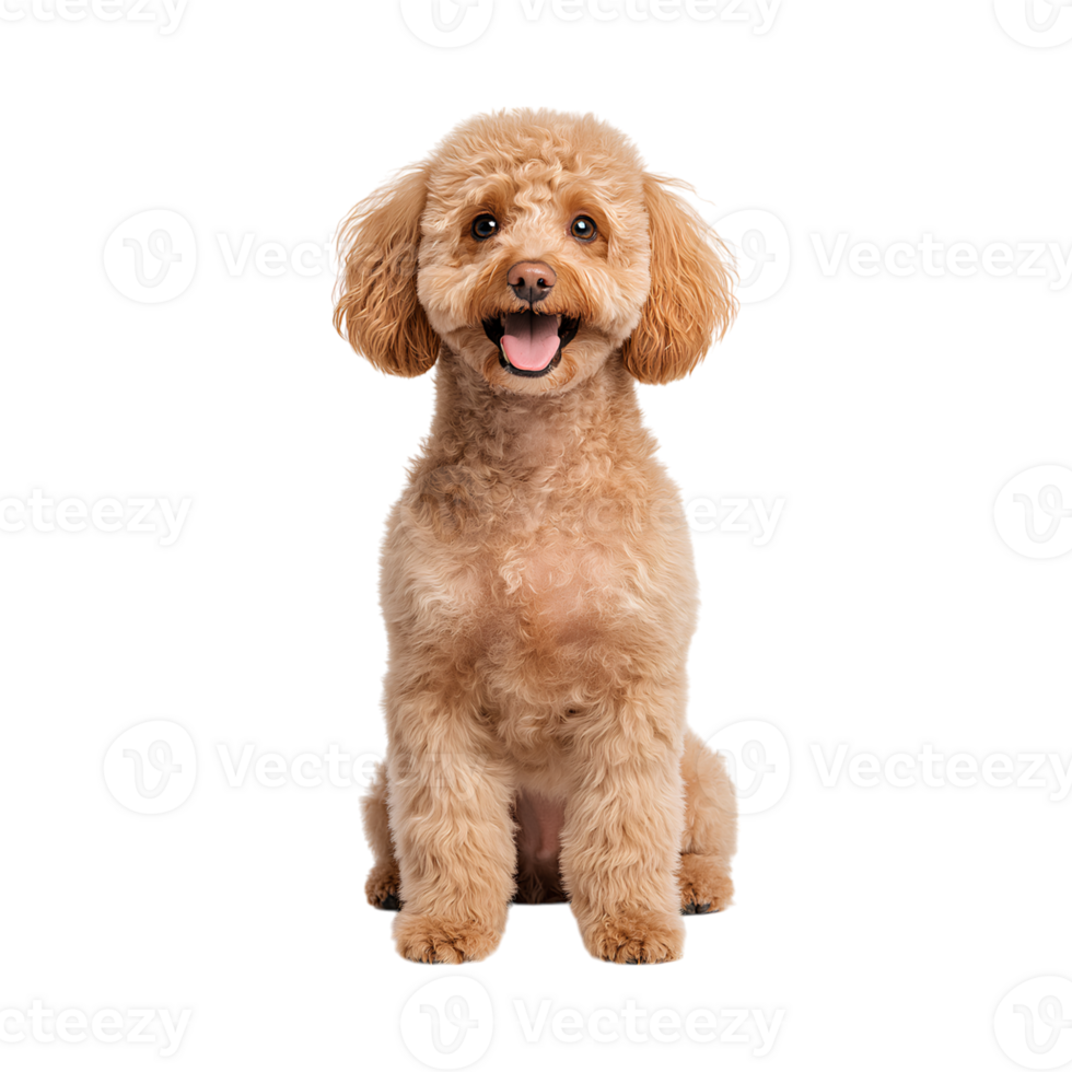 Fluffy poodle dog with curly fur, smiling happily in playful pose png