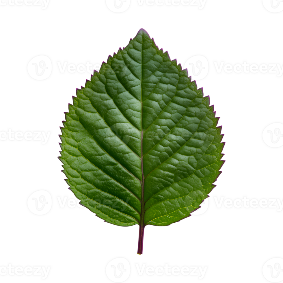 Fresh shiso leaf with vibrant green color and unique serrated edges, perfect for culinary use png