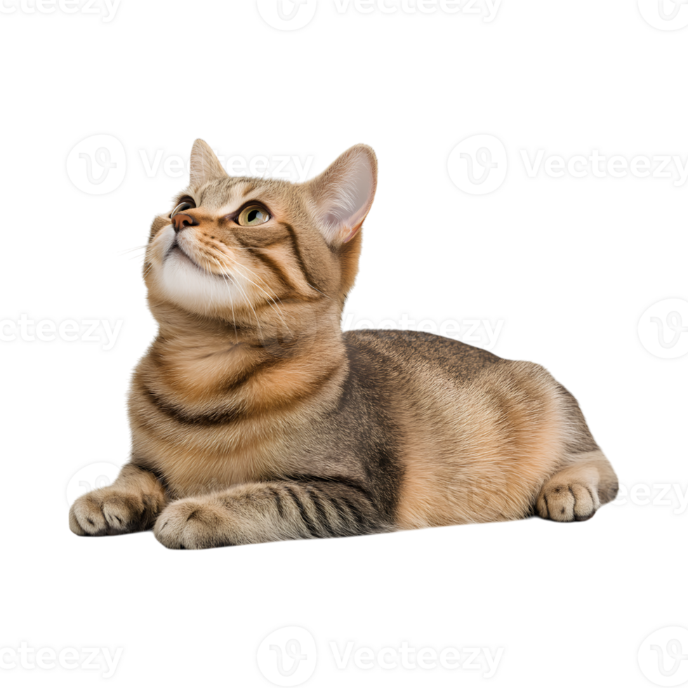tabby cat lying down, looking up with curiosity and charm png