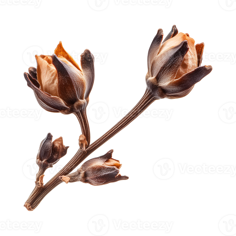 beautiful clove bud with delicate petals and rich brown hue, perfect for culinary use png