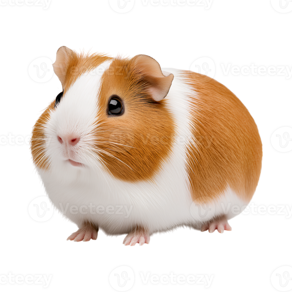 cute guinea pig with tricolor fur, showcasing its small size and adorable features png